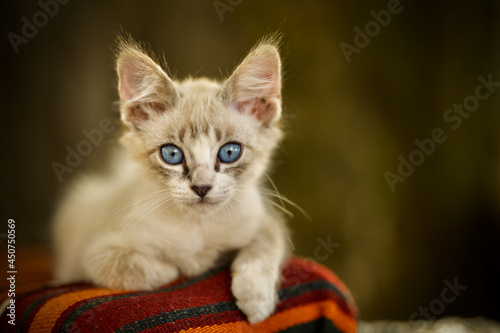 Tiny Kitten with Blue Eyes