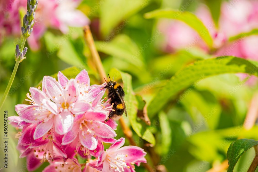 Close up of bumble bee on Deutzia Tourbillon Rouge flowers in sunny summer day. Bee polinator on pink flowers. Close up of bumble bee on Deutzia Tourbillon Rouge flowers in sunny summer day. Bee polinator on pink flowers.