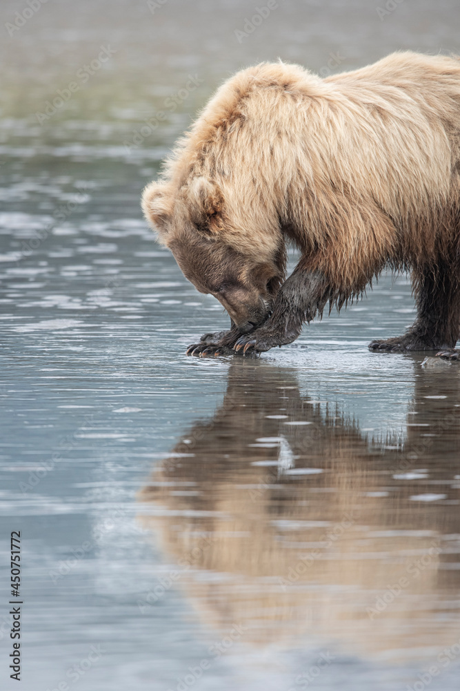 Clamming Brown Bear, Cook Inlet at Low Tide Clamming Brown Bear, Cook Inlet at Low Tide