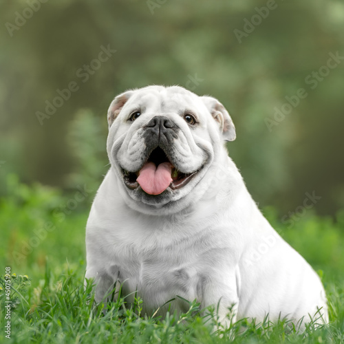 English bulldog in the park