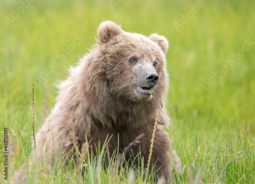 Cute Brown Bear Cub, Lake Clark Eating Grass