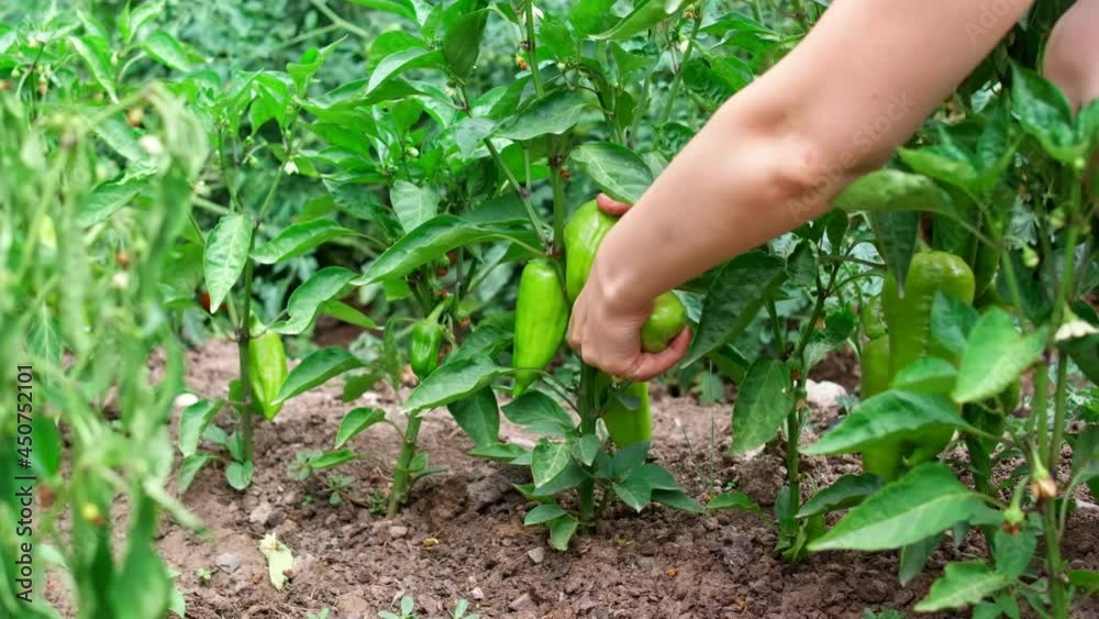 Close up of woman pulling out freshly picked green peppers. Eco food Summer vegetable growth.
Close up of woman pulling out freshly picked green peppers. Eco food Summer vegetable growth.