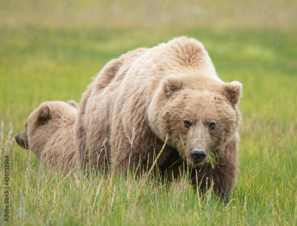 Brown Bear Sow Eating Grass