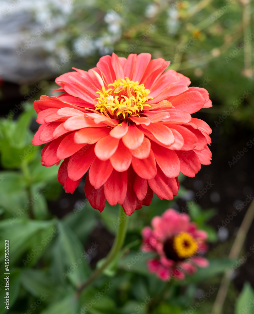 Blooming zinnia flowers among the green grass. Garden flowers. Blooming pink flower. Blooming zinnia flowers among the green grass. Garden flowers. Blooming pink flower.