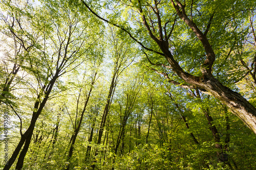 green poplars in the spring season in the forest