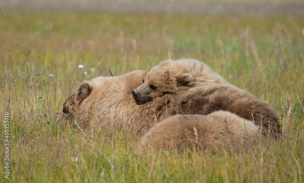 Obraz premium Cub Sleeping on Top of Mom, Lake Clark