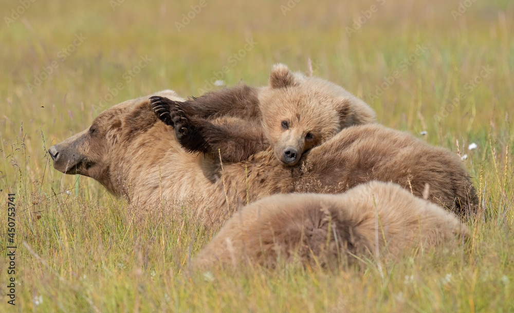 Cub Sleeping on Top of Mom, Lake Clark Cub Sleeping on Top of Mom, Lake Clark