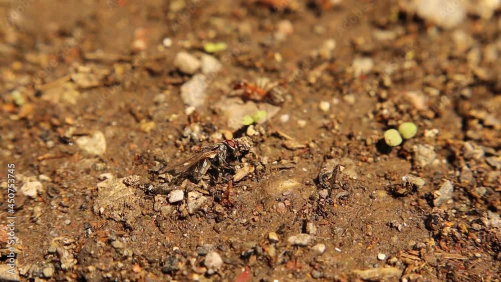 Ant catching housefly in the garden.
Worker ant carry a house fly into its colony.
Ants contribute to reducing the number of insects.
Biological control.
Predator and prey.
Insect, bugs, bug.
wildlife Ant catching housefly in the garden.
Worker ant carry a house fly into its colony.
Ants contribute to reducing the number of insects.
Biological control.
Predator and prey.
Insect, bugs, bug.
wildlife