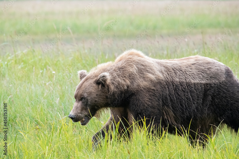 Fototapeta premium Big Brown Bear Boar, Lake Clark