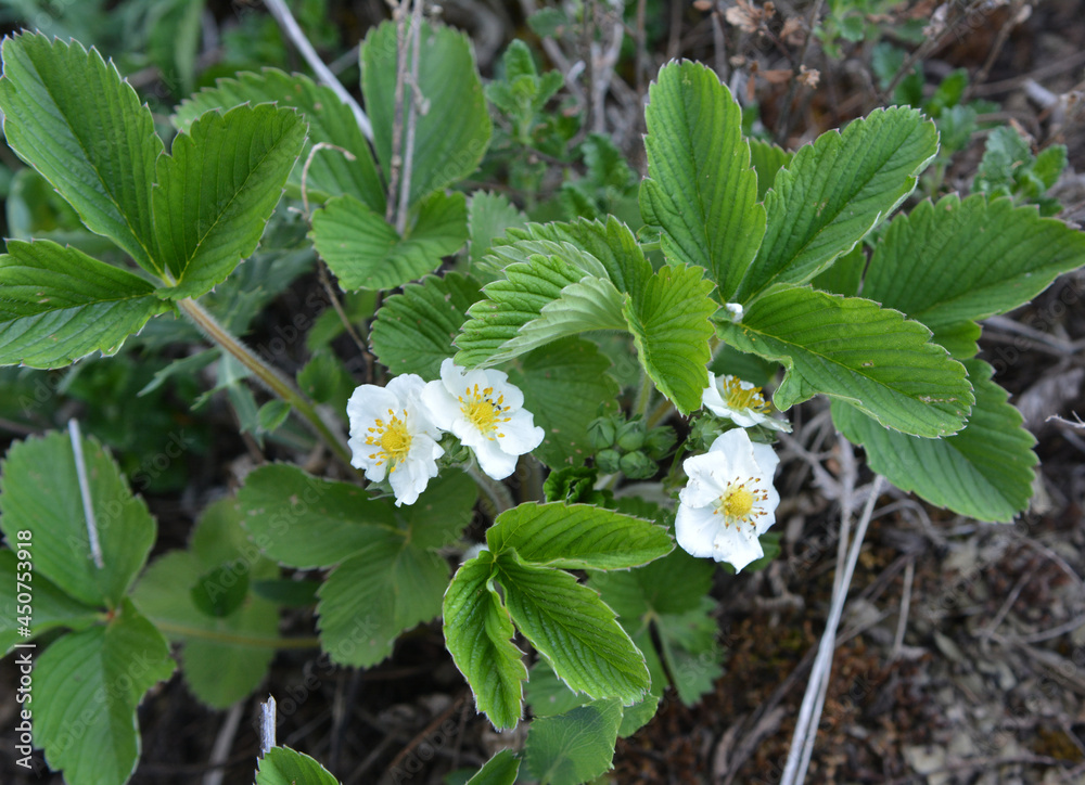 Wild strawberries bloom in nature Wild strawberries bloom in nature