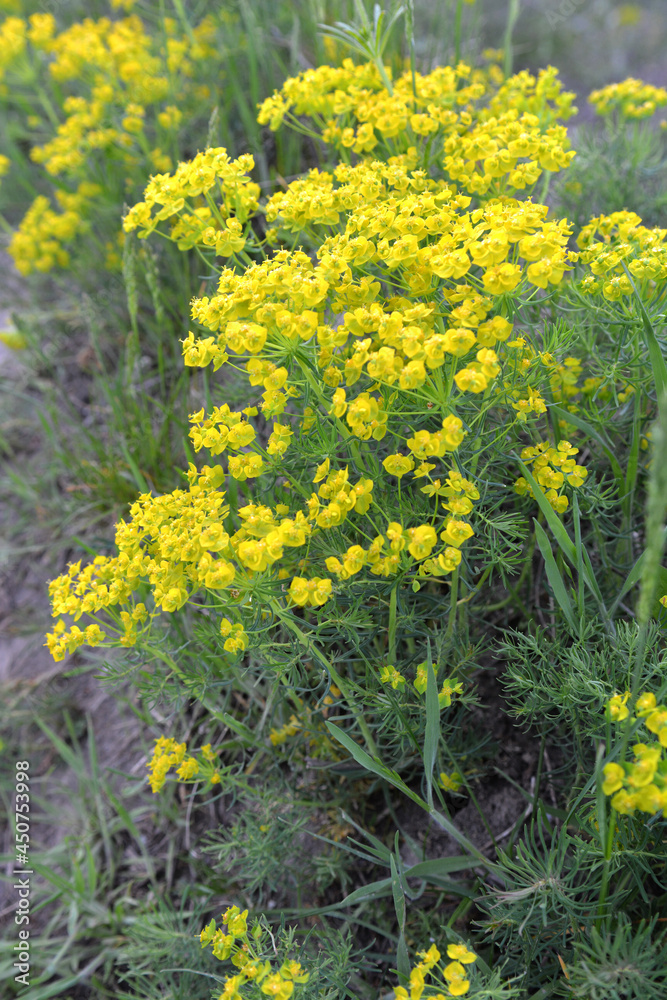 Obraz premium In spring, Euphorbia cyparissias blooms among herbs