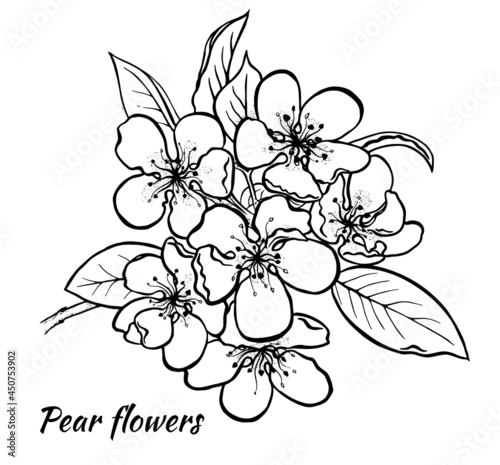 Spring pear inflorescenc Freehand ink vector eps 10