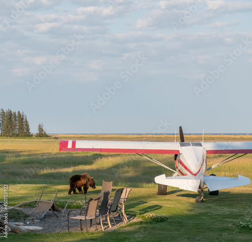 Maule Bush Plane and Nearby Brown Bear photo