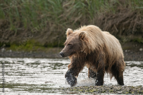 Brown Bear Sow Wading Stream