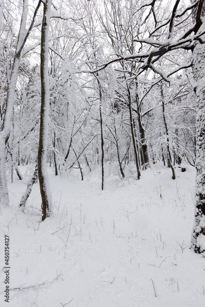 winter forest with trees without foliage winter forest with trees without foliage