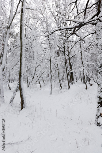 winter forest with trees without foliage © rsooll
