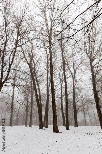 winter weather in the park or forest and deciduous trees