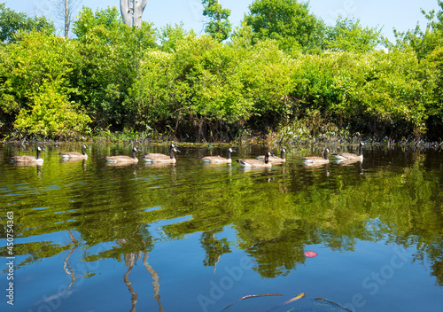 Flock of geese on the Quinebaug River in Brimfield, Massachusetts.