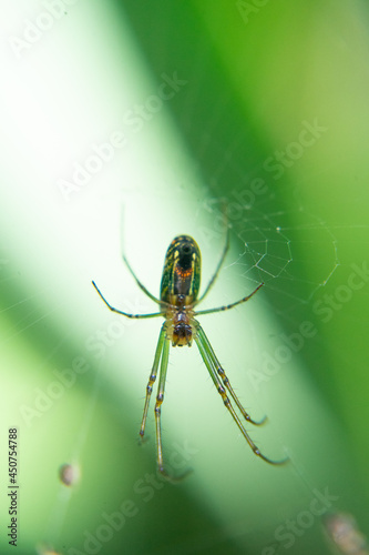 Spider with a green background