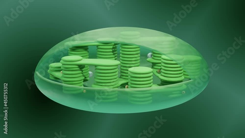 3d animation showing the structure of a chloroplast photo