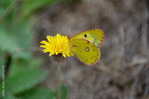 butterfly on a flower © Laurence