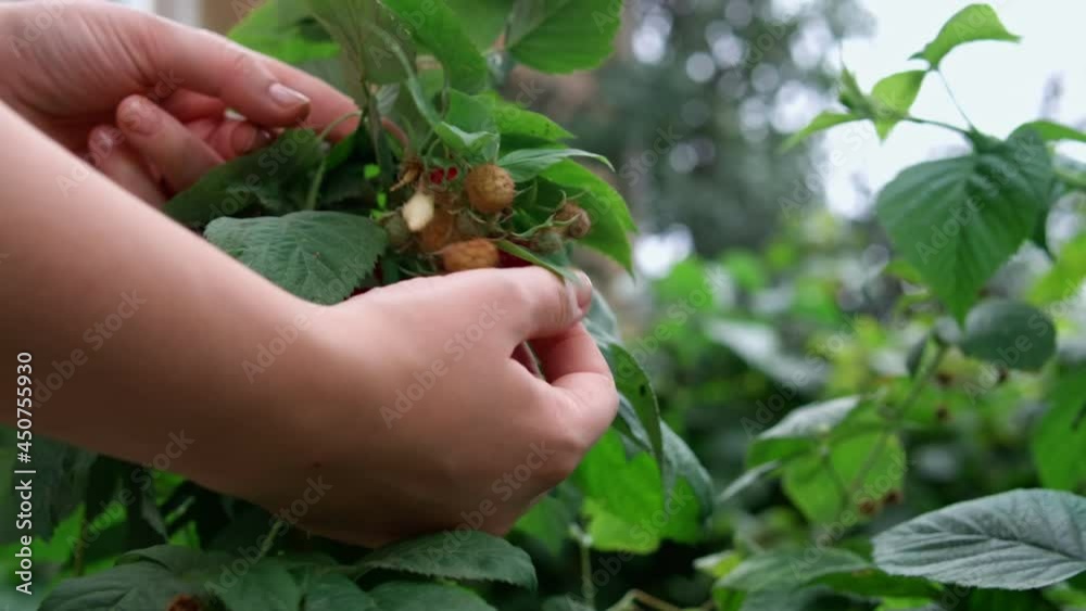 Close up of hand picking a ripe red raspberry from the plant slow motion. Eco fruit
Close up of hand picking a ripe red raspberry from the plant slow motion. Eco fruit