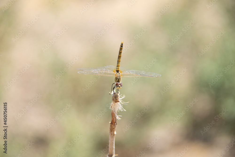 dragonfly on grass dragonfly on grass
