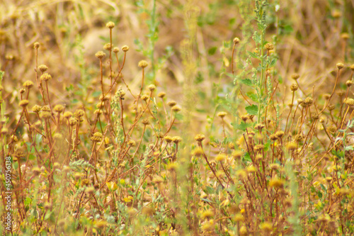 grass in the wind