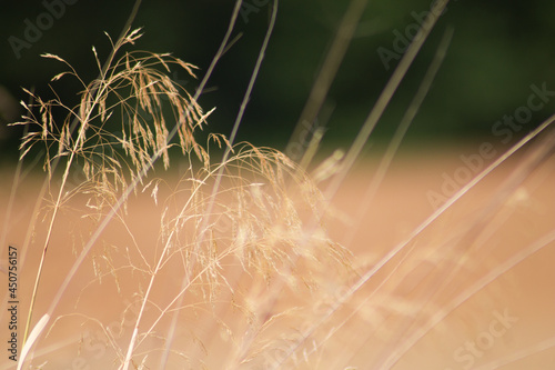 grass in the morning