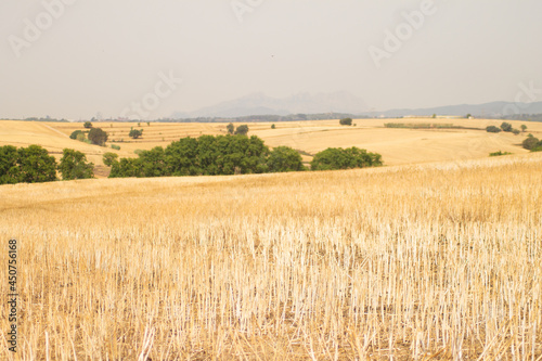 wheat field in the summer