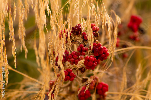 flowers in the field