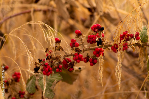 wild flowers in the field