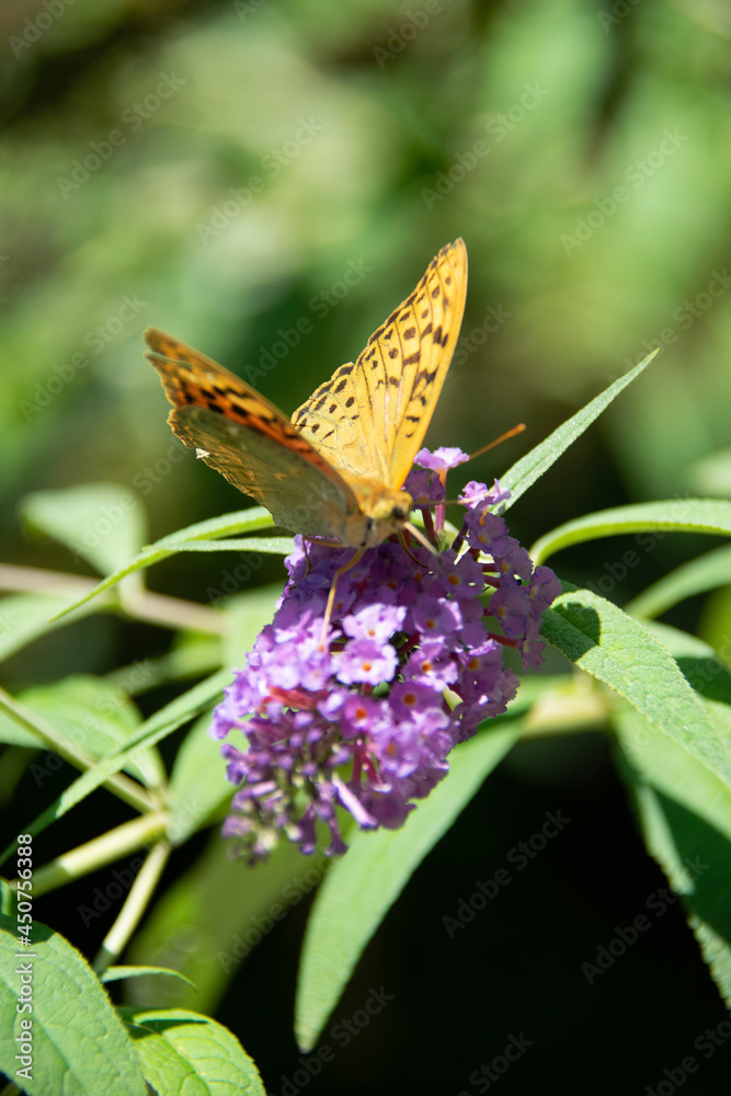 Obraz premium butterfly on flower