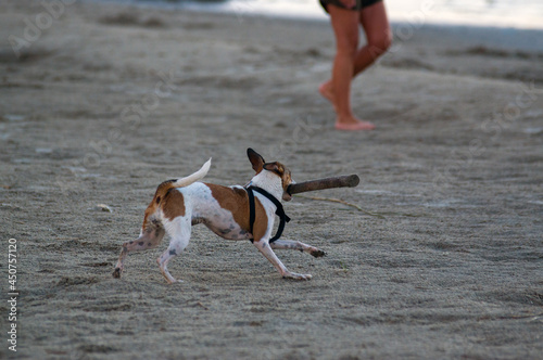 Mały pies aportujący na plaży