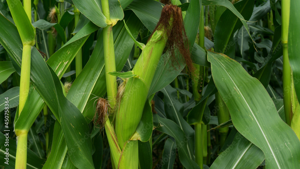 Sweet corn, green full grown many corn plant with green leaves and corn on the cob in leaves hauled in on the corn field. maize plant on cornfield close-up