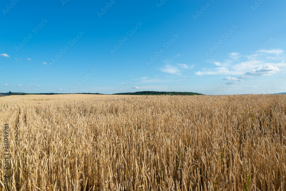 The sky is blue and the field is full of wheat. Beautiful landscape.