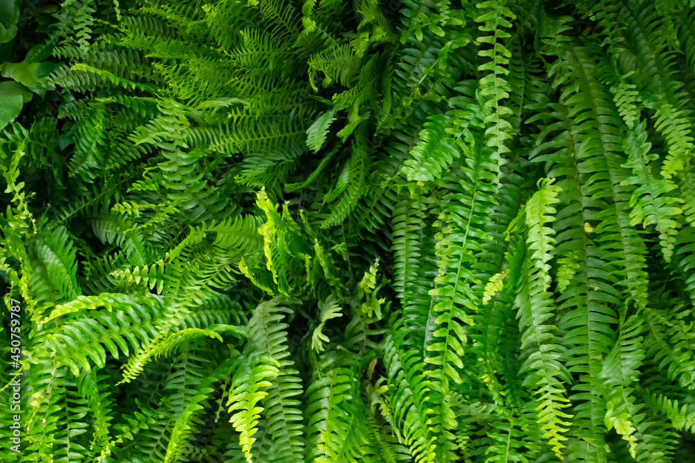 green fern background green fern background