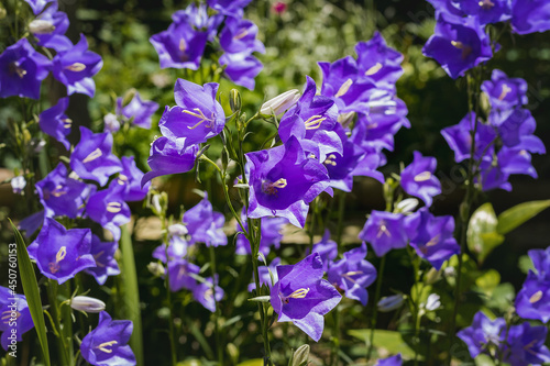 Blue bluebells bloom outdoors on a sunny day. Beautiful blue bluebells are blooming in the summer garden.