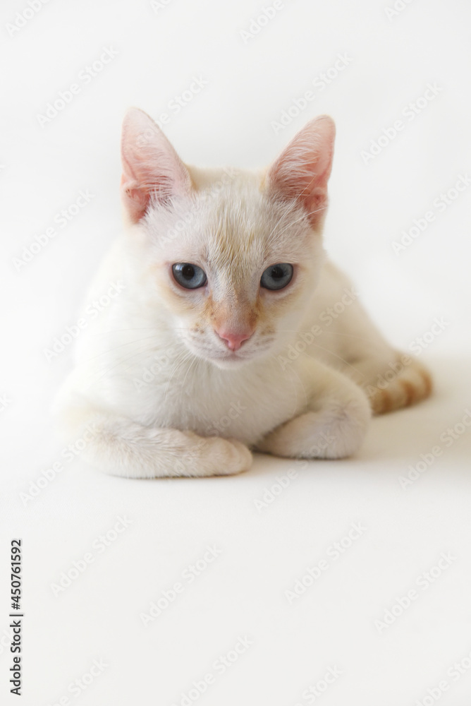 Gato blanco Gato blanco
