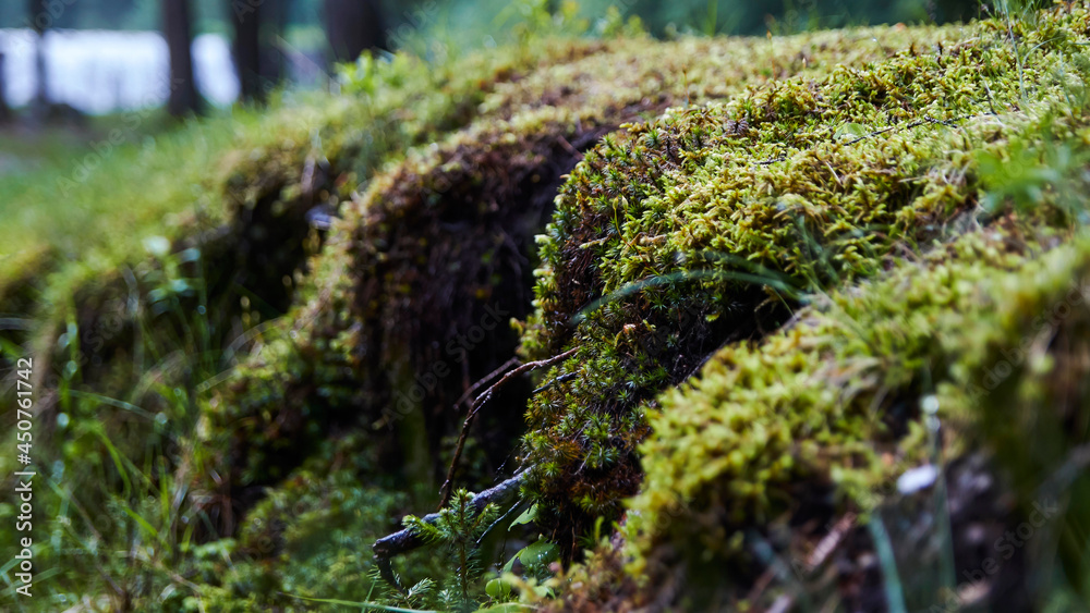 Close up to moss in forest Close up to moss in forest
