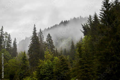 Fototapeta Naklejka Na Ścianę i Meble -  Hills of foret and mist