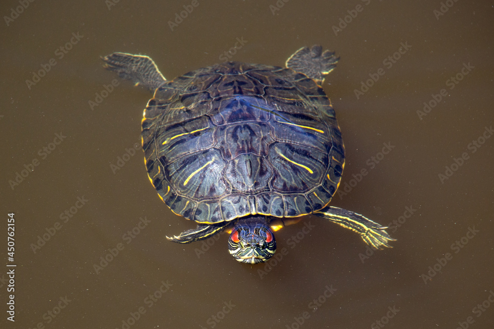 turtle in the water