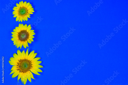 Yellow flowers on a blue background with place for text .