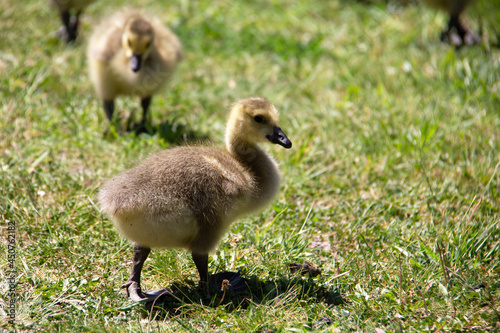 baby country goose on the grass © SofotoCool