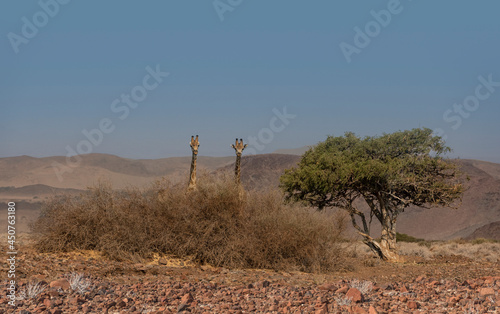 Photography Wild Giraffes in Namibia