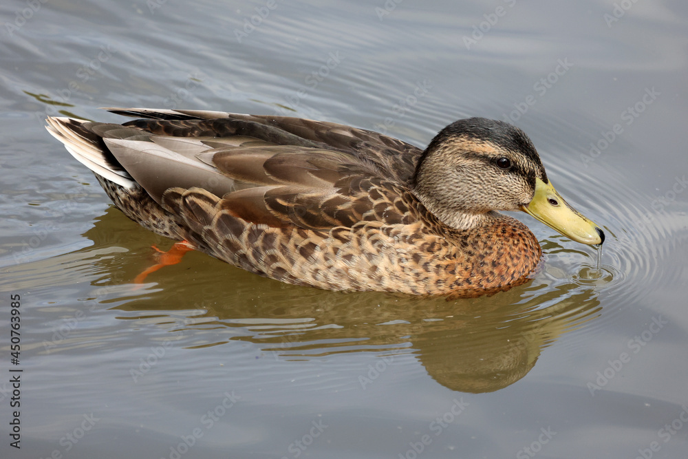 Wild duck swims slowly on the lake Wild duck swims slowly on the lake