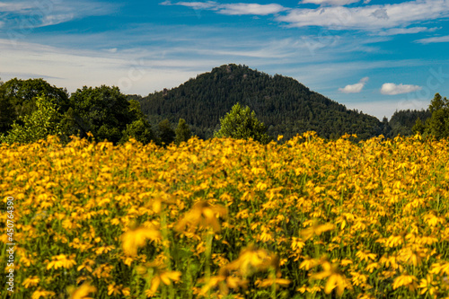 field of sunflowers