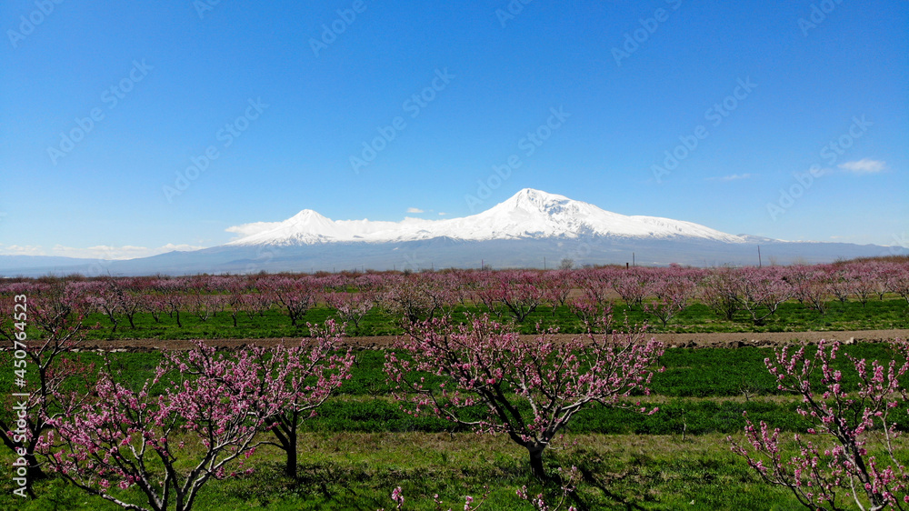 Spring in Ararat Valley, Armenia. Biblical Ararat mount on background