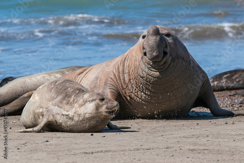 Elephant seal couple mating, Peninsula Valdes, Patagonia, Argentina