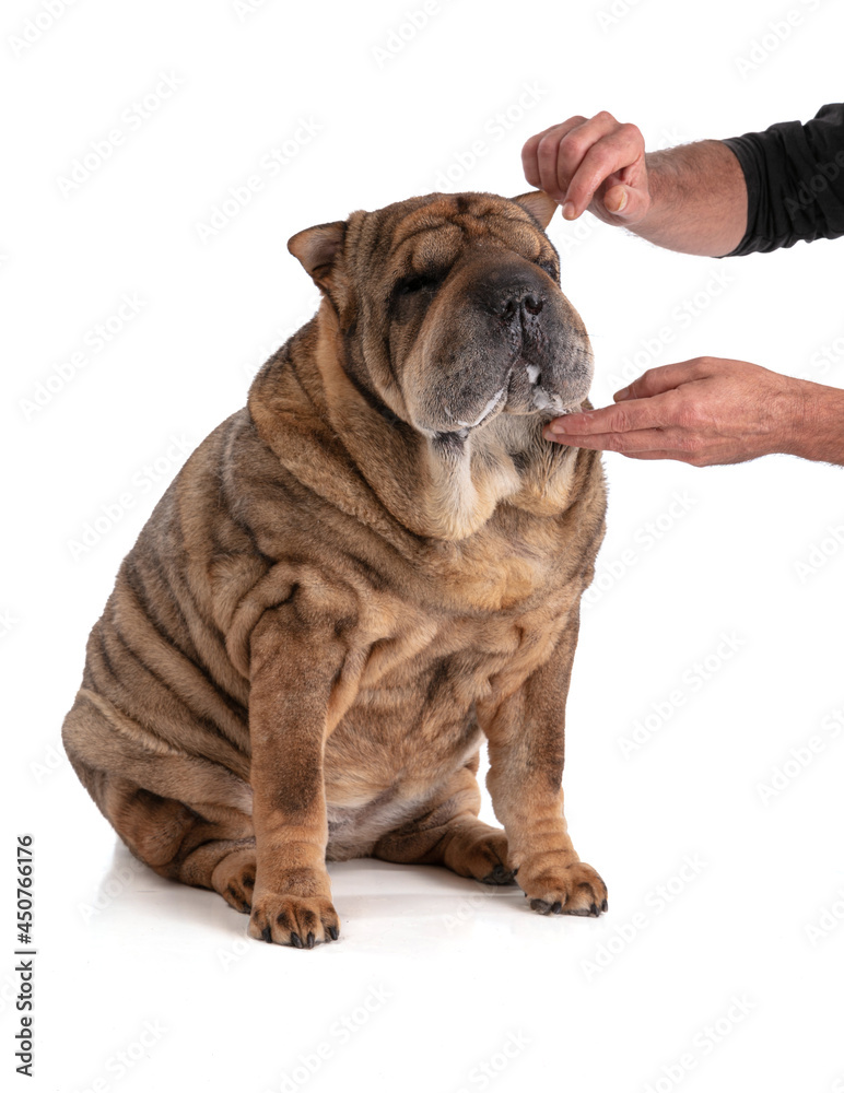 Old Shar-Pei (12 years old) isolated